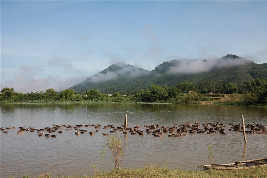 Mô hình chăn nuôi vịt trời của đôi vợ chồng trẻ Hà Tĩnh. ảnh: Trần Tuyên Mô hình chăn nuôi vịt trời của đôi vợ chồng trẻ Hà Tĩnh. ảnh: Trần Tuyên