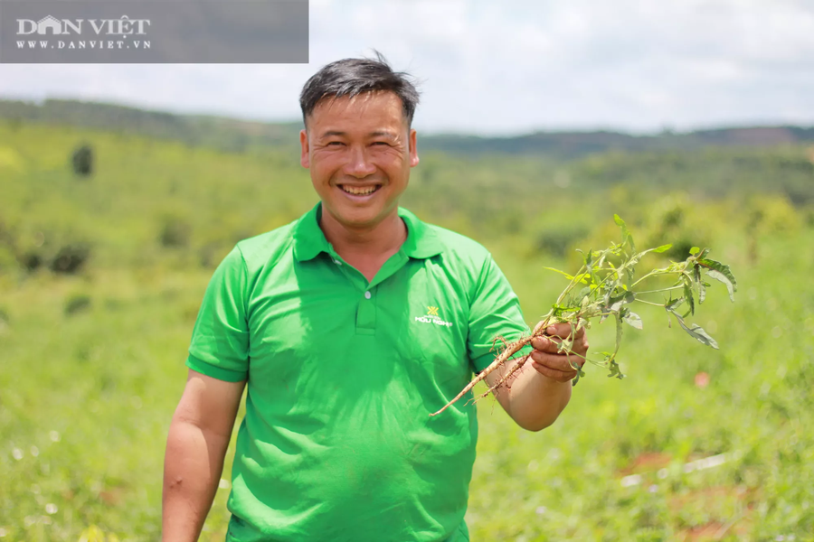 Anh Phạm Văn Khang, (xã Đắk Búk So, huyện Tuy Đức, tỉnh Đắk Nông) kiểm tra chất lượng sâm Bố chính. (Ảnh: PL)
