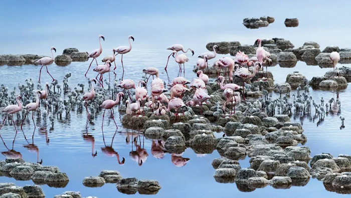  Bức ảnh “Chim hồng hạc” của nhiếp ảnh gia Tony Zhang, lọt chung kết hạng mục Thiên nhiên của cuộc thi National Geographic Traveller Photography Competition 2020