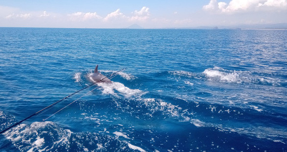 Cận cảnh một chú cá heo đang vui đùa bên tàu du lịch - Ảnh: BÙI NGỌC LƯƠNG