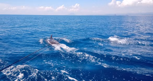 Cận cảnh một chú cá heo đang vui đùa bên tàu du lịch - Ảnh: BÙI NGỌC LƯƠNG