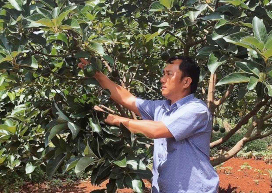 Ông Nguyễn Kim Anh kiểm tra vườn cây ăn quả của người dân xã Tân Bình (huyện Đak Đoa). Ảnh: Thảo Nguyên Ông Nguyễn Kim Anh kiểm tra vườn cây ăn quả của người dân xã Tân Bình (huyện Đak Đoa). Ảnh: T.N