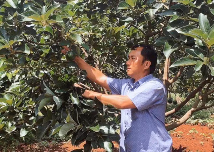  Ông Nguyễn Kim Anh kiểm tra vườn cây ăn quả của người dân xã Tân Bình (huyện Đak Đoa). Ảnh: T.N