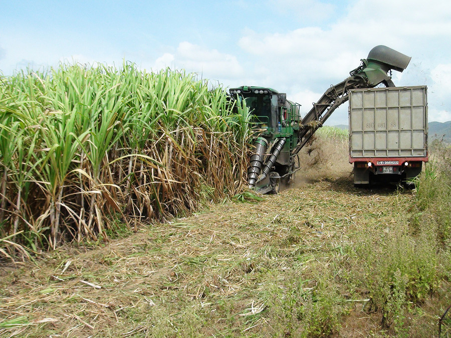 Thu hoạch mía bằng phương tiện cơ giới hóa hiện đại. Ảnh: Lê Hòa