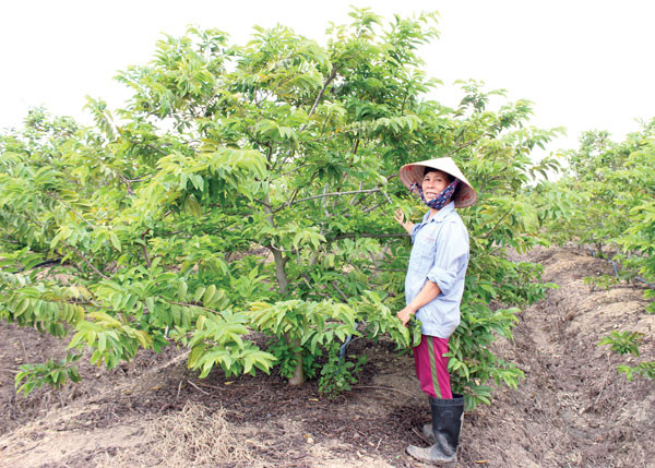  Bà Nguyễn Thị Lác (xã Yang Trung, huyện Kông Chro)trồng na Thái cho hiệu quả kinh tế cao. Ảnh: Nguyễn Diệp