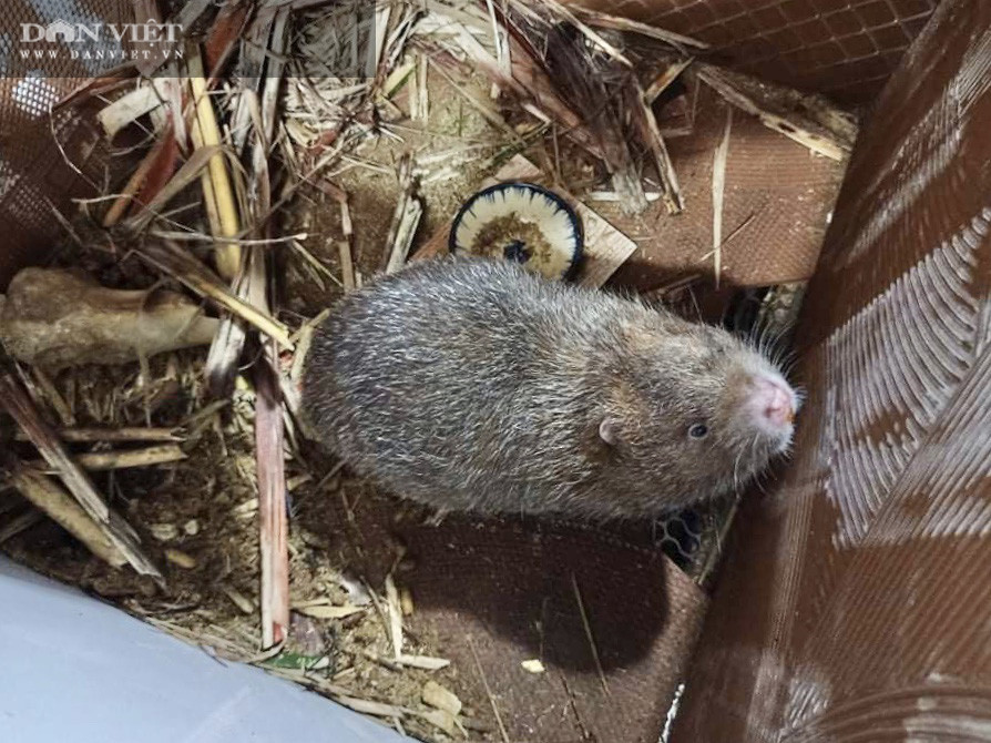 Thức ăn của dúi rất đơn giản, dễ tìm trong tự nhiên như: tre, mía, bắp, cỏ voi… Thức ăn của dúi rất đơn giản, dễ tìm trong tự nhiên như: tre, mía, bắp, cỏ voi…