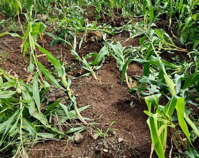 Voi rừng phá hoại cây trồng