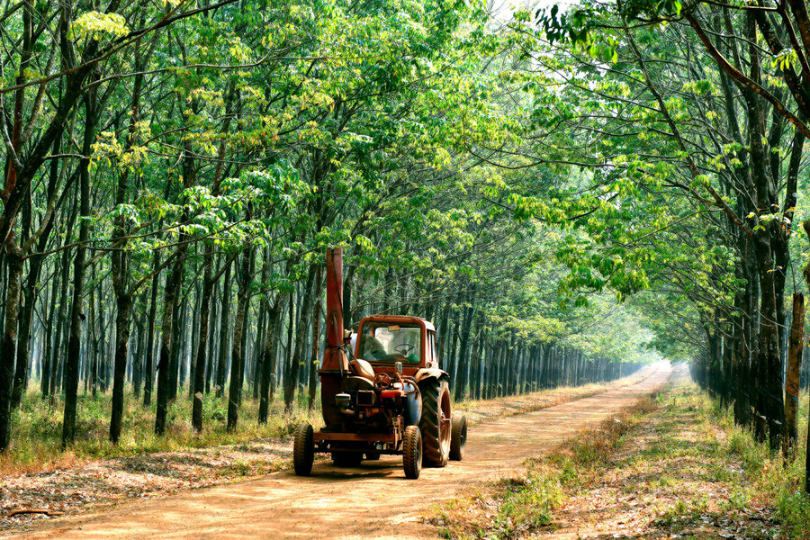 Ảnh minh họa: Đức Thụy Ảnh minh họa: Đức Thụy
