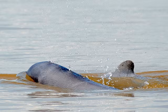 Khu bảo tồn cá heo Prek Kampi. Ảnh: bkktribune.com
