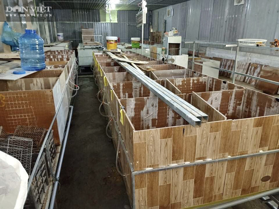 Hiện tại, trại nuôi dúi của anh Sơn có diện tích 100m2, nuôi hơn 100 con dúi sinh sản và 150 con dúi hướng thịt. Hiện tại, trại nuôi dúi của anh Sơn có diện tích 100m2, nuôi hơn 100 con dúi sinh sản và 150 con dúi hướng thịt.