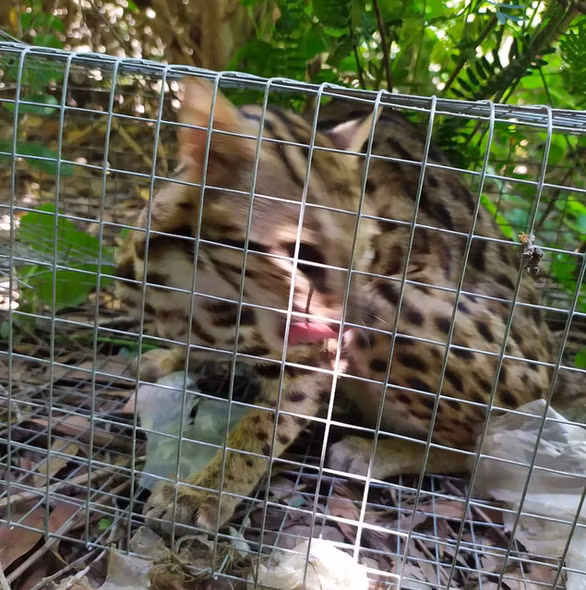  Hình ảnh con mèo mà Hiển đã bắt được và đăng Facebook rao bán - Ảnh cắt từ clip