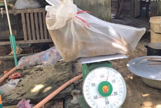 Cá thể kỳ đà vân thuộc danh mục loài động vật rừng nguy cấp quý hiếm thuộc các nhóm IB được phát hiện tại thời điểm kiểm tra