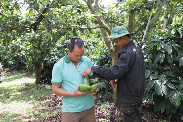Ông Hoong Trần Sáng (bên trái), xã Ea Nam huyện Ea H’leo, tỉnh Đắk Lắk thu hoạch giống bơ muộn trong vườn.