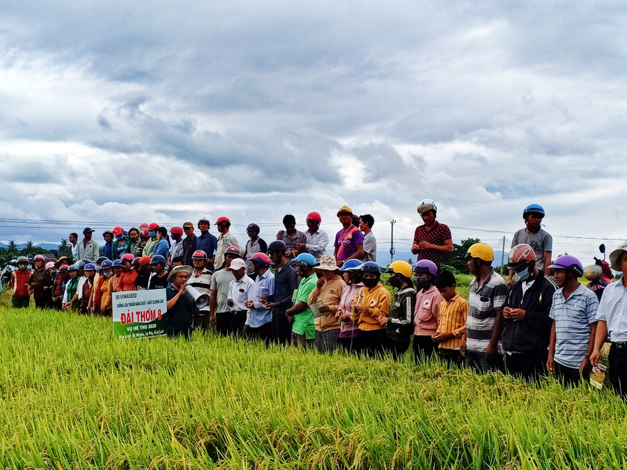 Bà con tham quan giống lúa Đài thơm 8. Ảnh: Như Loan