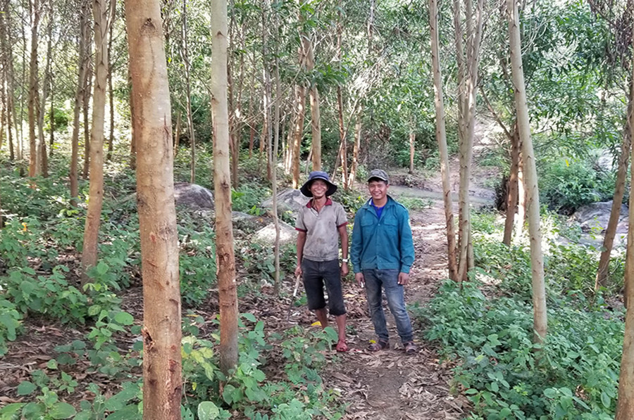  Anh Đinh Alơng (bên phải, làng Pting, xã Sró, huyện Kông Chro) thăm vườn keo của gia đình. Ảnh: Ngọc Minh