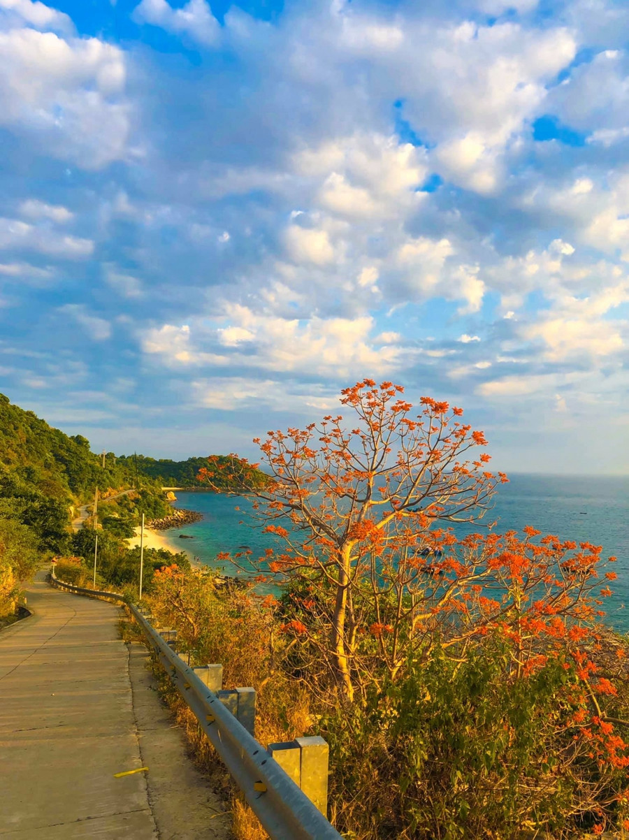 Hoàng hôn trên sườn tây của đảo, ngô đồng đỏ rực rỡ