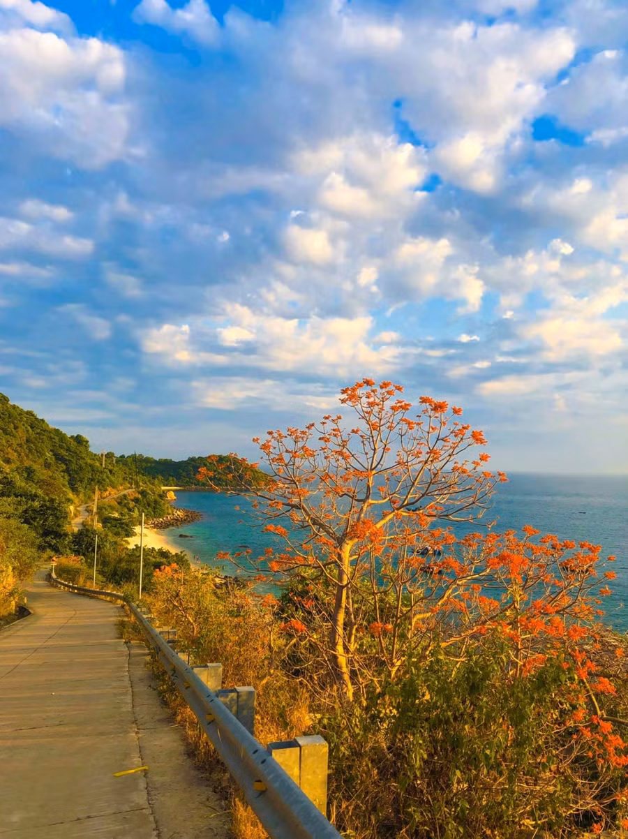 Hoàng hôn trên sườn tây của đảo, ngô đồng đỏ rực rỡ