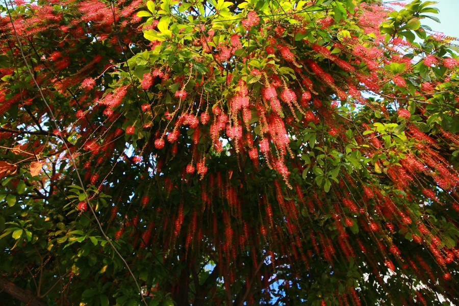  Cây lộc vừng - Ảnh: Thanh Tuấn