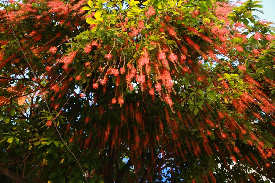  Cây lộc vừng - Ảnh: Thanh Tuấn