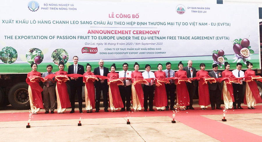 Lễ cắt băng công bố xuất khẩu lô hàng chanh dây đầu tiên sang Châu Âu theo Hiệp định EVFTA. Ảnh: Vũ Thảo Lễ cắt băng công bố xuất khẩu lô hàng chanh leo đầu tiên sang Châu Âu theo Hiệp định EVFTA. Ảnh: Vũ Thảo