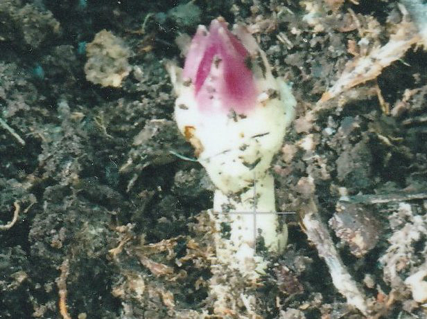 Bức ảnh đầu tiên về loài lan mới được Elliott chụp lại năm 2016 - Ảnh: OWAD Environment