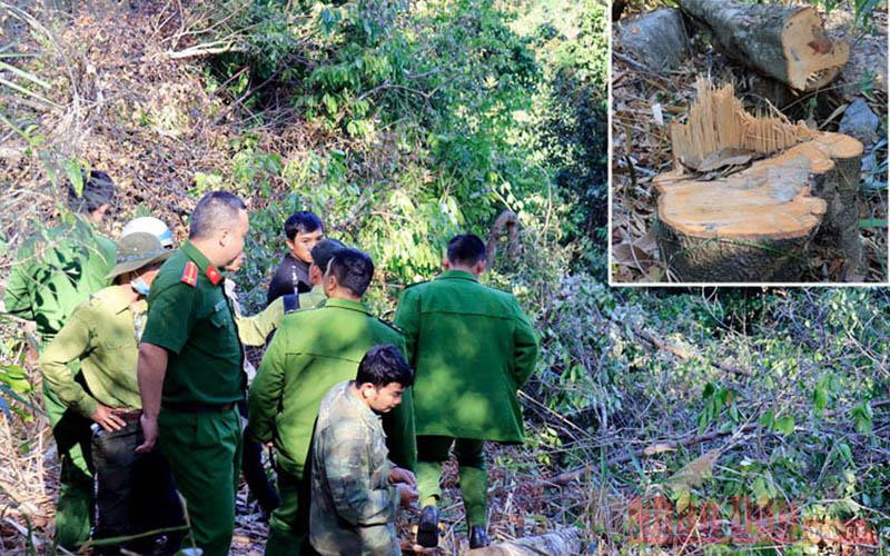 Lực lượng chức năng đưa các đối tượng thực nghiệm hiện trường và cây rừng bị cưa hạ trái phép (ảnh nhỏ)