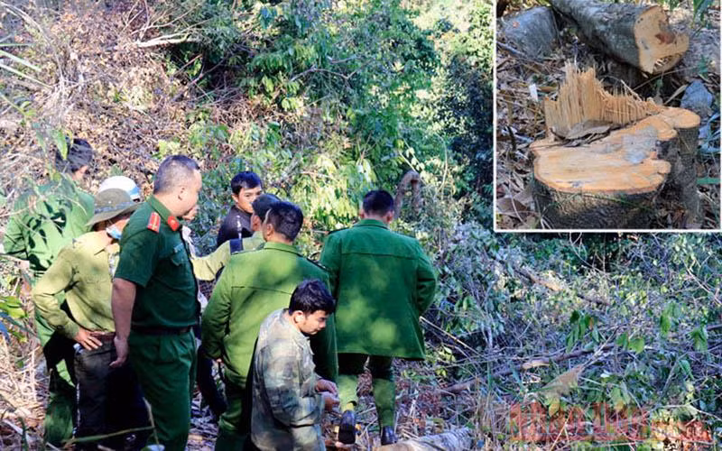 Lực lượng chức năng đưa các đối tượng thực nghiệm hiện trường và cây rừng bị cưa hạ trái phép (ảnh nhỏ)
