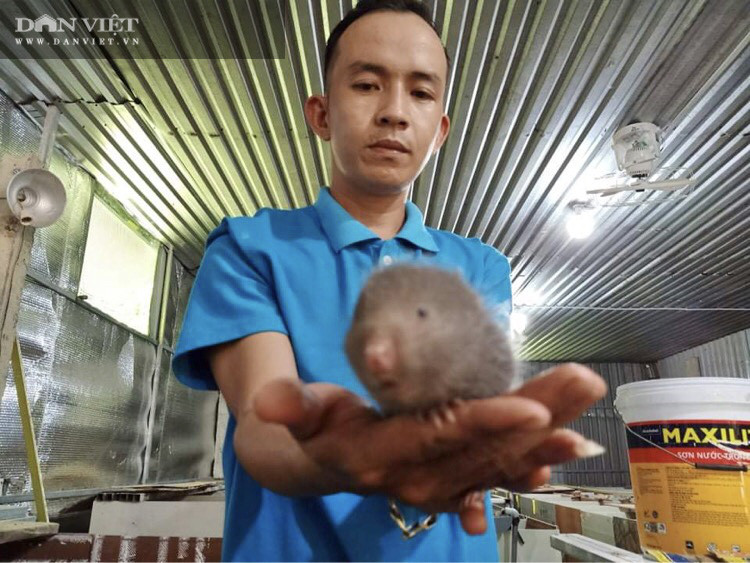 Dự định nhân đàn dúi sinh sản lên 300 con, anh Sơn, (thôn An Tây, thị trấn Tiên Kỳ, huyện Tiên Phước, tỉnh Quảng Nam) hướng đến mục tiêu cung cấp thường xuyên thịt dúi thương phẩm cho nhiều thị trường lớn. Dự định nhân đàn dúi sinh sản lên 300 con, anh Sơn, (thôn An Tây, thị trấn Tiên Kỳ, huyện Tiên Phước, tỉnh Quảng Nam) hướng đến mục tiêu cung cấp thường xuyên thịt dúi thương phẩm cho nhiều thị trường lớn.