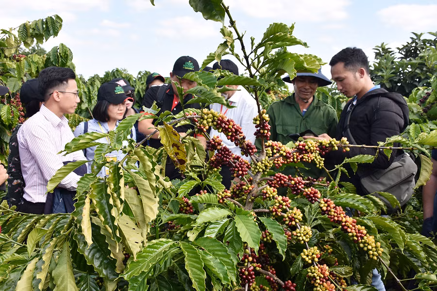Tham quan mô hình cà phê 4C tại huyện Ia Grai. Ảnh: Lê Nam Tham quan mô hình cà phê 4C tại huyện Ia Grai. Ảnh: Lê Nam
