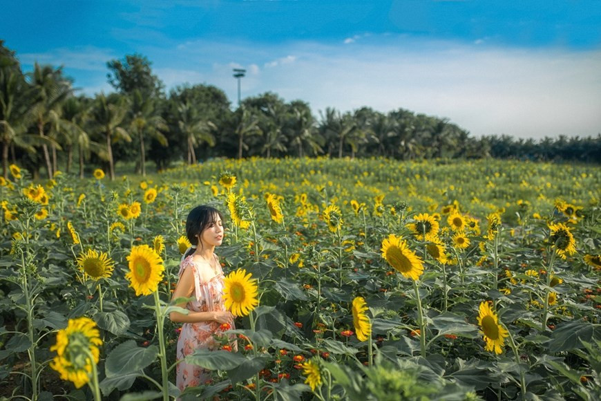 Nhiều năm trở lại đây, các nhiếp ảnh gia hay những người đam mê chụp ảnh, du lịch thường ví khu đô thị Ecopark chính là 'thành phố 12 mùa hoa' bởi nơi đây mỗi mùa đều có những sắc hoa đặc trưng, đẹp dịu dàng, mê mẩn.