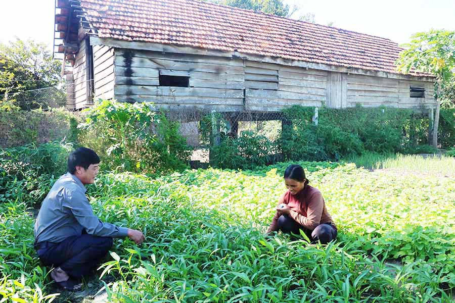 Mô hình "Vườn rau thân thiện" đang được triển khai ở nhiều địa phương của huyện Phú Thiện (Ảnh minh họa: Hồng Thương) Ảnh: Hồng Thương