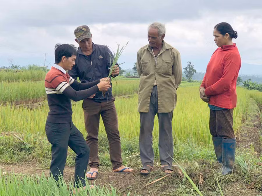 Cán bộ nông nghiệp xã Hnol, huyện Đak Đoa (bìa trái) hướng dẫn người dân kỹ thuật trồng, chăm sóc lúa. Ảnh: Phương Dung 