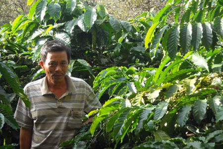 Nhiều nhà vườn vẫn đang chờ nhân công. Ảnh: Ngọc Vũ