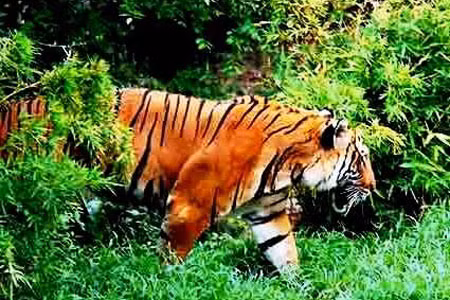 Hổ ở VQG Cát Tiên đã trở thành con vật “không nhìn thấy được dấu vết” từ nhiều năm qua.