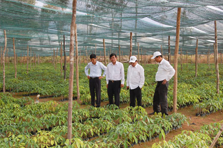 Vườn ươm cao su giống của công ty. Ảnh: Lê Thành Vườn ươm cao su giống của công ty. Ảnh: Lê Thành