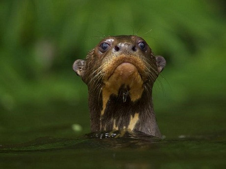  Khi làm một bộ phim về những con rái cá khổng lồ ở công viên quốc gia Manu, Peru, nhiếp ảnh gia người Anh Charlie Hamilton James đã làm thân được với chú rái cá con tinh nghịch này. Theo lời nhận xét của Charlie, loài rái cá rất thông minh, thú vị và có thái độ, tính cách rõ ràng.