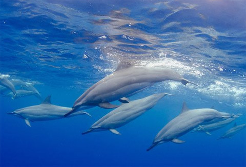 Đàn cá heo bơi trong vùng biển gần quần đảo Hawaii, Mỹ.