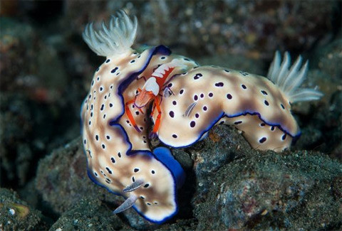 Tôm hùm hoàng đế đứng trên hai con sên biển tại Papua New Guinea.