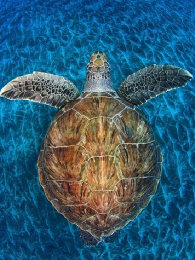  Vịnh Arme Ime là một vịnh nhỏ ở bờ biển phía nam đảo Tenerife, Tây Ban Nha. Nơi này nổi tiếng có loài rùa biển xanh. Loài rùa này lặn rất giỏi và thường lặn xuống đáy đại dương để ăn cỏ biển, tảo biển.