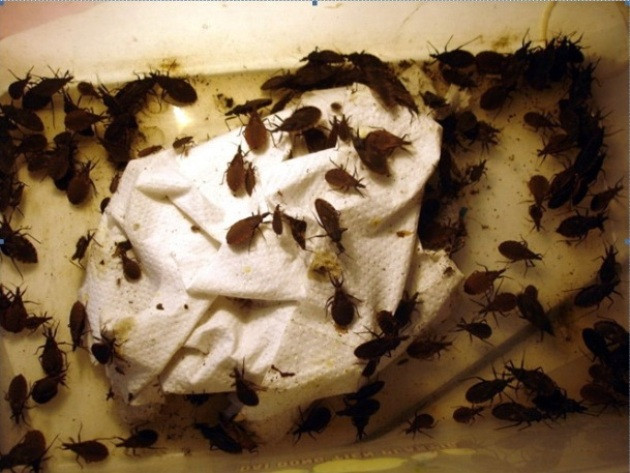 Loại bọ xít hút máu là thủ phạm gây ra bệnh ký sinh trùng. Loại bọ xít hút máu là thủ phạm gây ra bệnh ký sinh trùng.