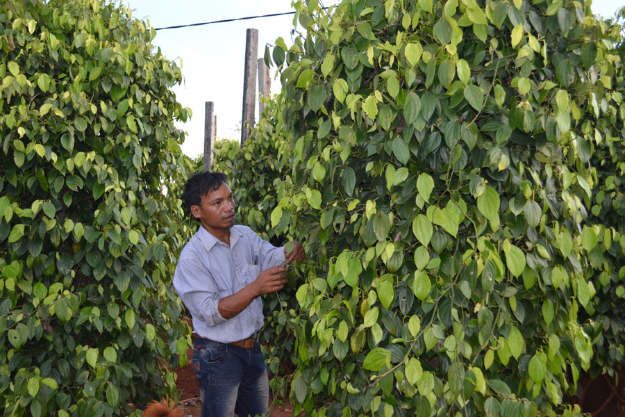 Cây tiêu mang đến thu nhập cao cho nông dân. Ảnh: L.L