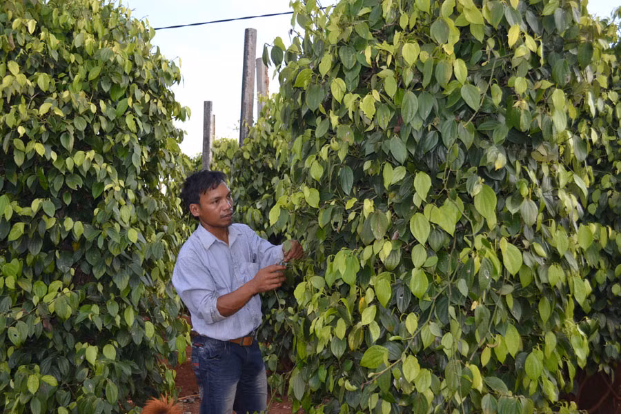 Cây tiêu mang đến thu nhập cao cho nông dân. Ảnh: L.L Cây tiêu mang đến thu nhập cao cho nông dân. Ảnh: L.L