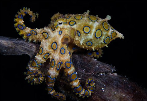 Bạch tuộc xanh gần đảo Malapascua của Philippines.