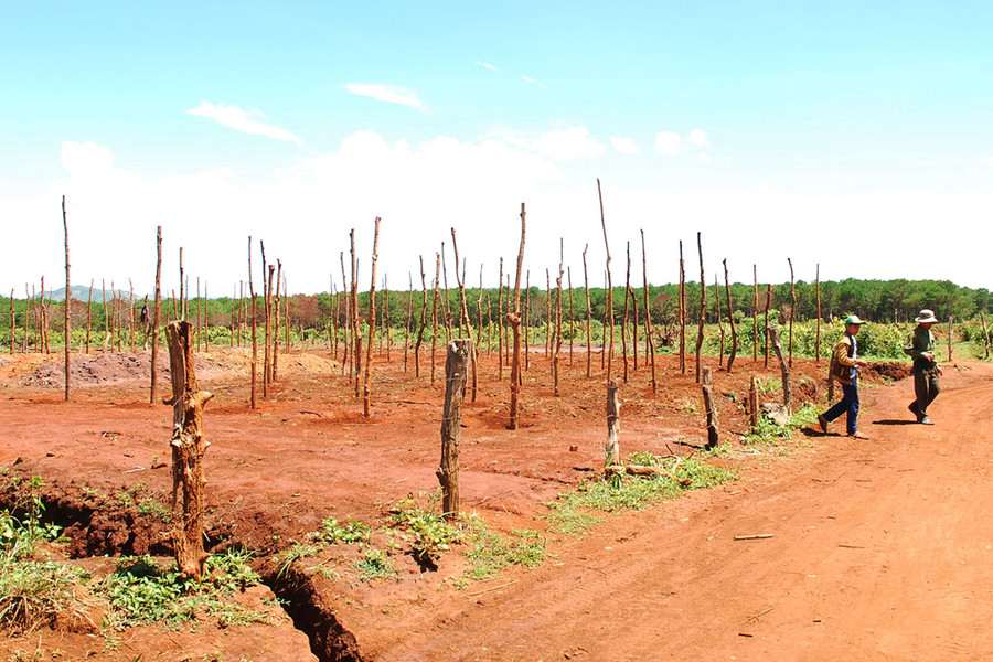 Một lô đất vừa cắm trụ tiêu ngay bên cạnh khu vực rừng thông. Ảnh: Nguyễn Giác