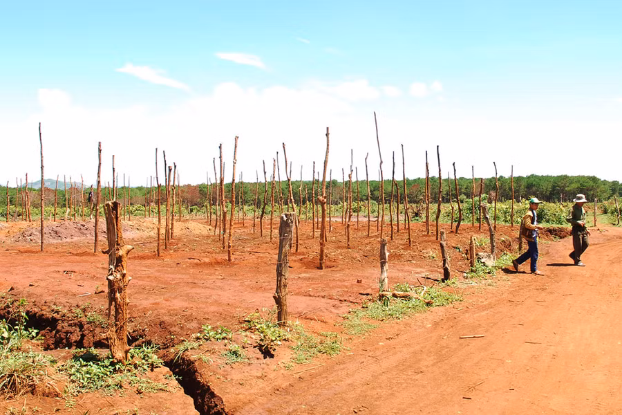 Một lô đất vừa cắm trụ tiêu ngay bên cạnh khu vực rừng thông. Ảnh: Nguyễn Giác Một lô đất vừa cắm trụ tiêu ngay bên cạnh khu vực rừng thông. Ảnh: Nguyễn Giác