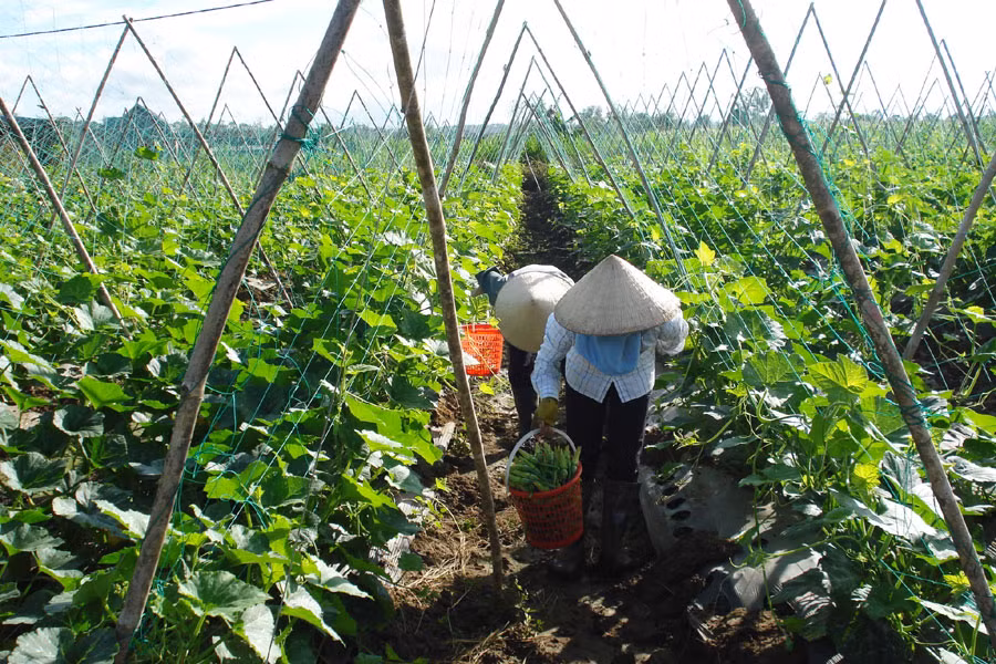 Sản xuất rau theo hướng VietGap tại xã An Phú (TP. Pleiku). Ảnh: A.K