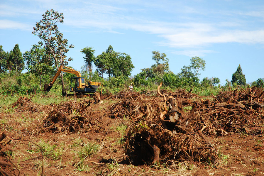 Các hộ lấn chiếm đưa cả máy móc cơ giới vào triệt hạ rừng cây sao xanh. Ảnh: Nguyễn Giác