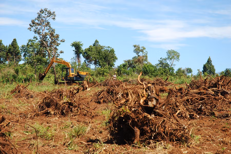 Các hộ lấn chiếm đưa cả máy móc cơ giới vào triệt hạ rừng cây sao xanh. Ảnh: Nguyễn Giác Các hộ lấn chiếm đưa cả máy móc cơ giới vào triệt hạ rừng cây sao xanh. Ảnh: Nguyễn Giác