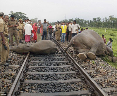 Hiện trường vụ tai nạn khiến 4 con voi chết thảm.