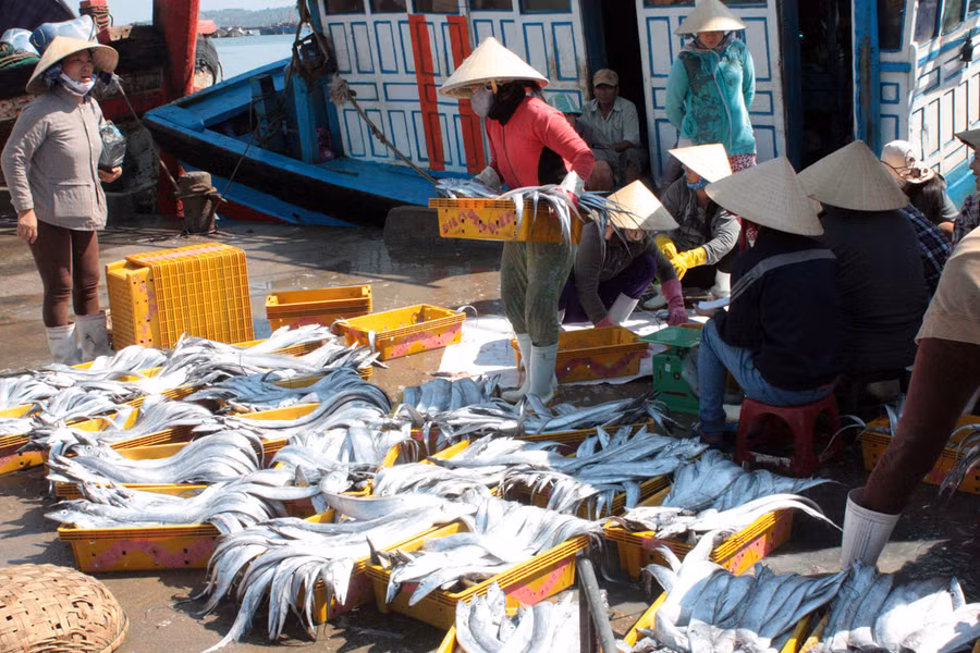 Cá về bến đầy khoang. Ảnh: Trường An